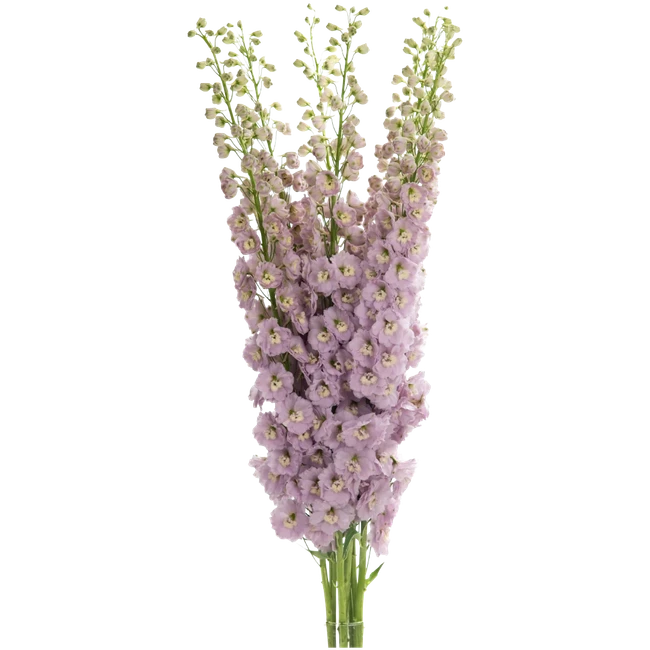 Delph Mauve Elatum Manuela val