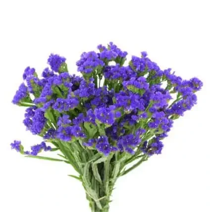 Statice Purple holex