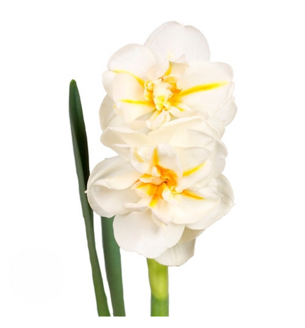 Daffodil Abba holl