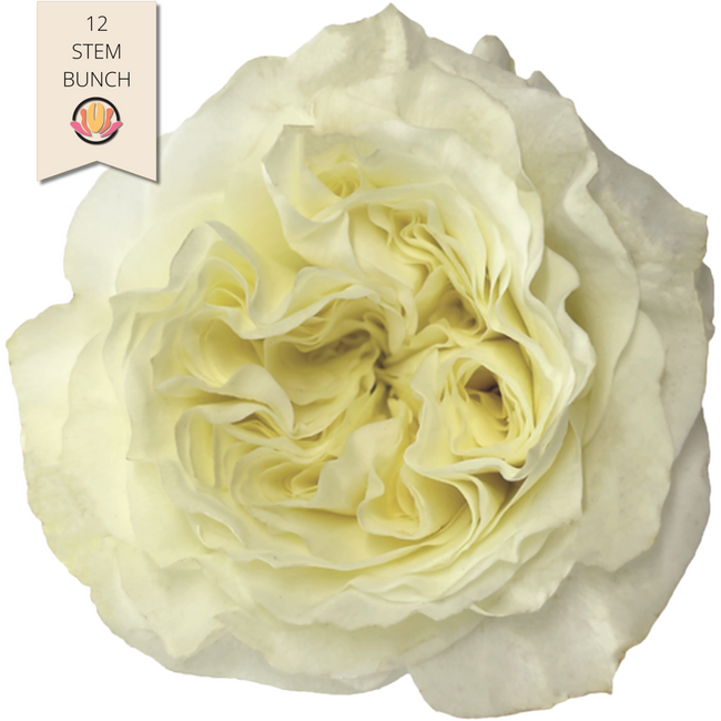 Rose Garden Mayra White holex(12st)