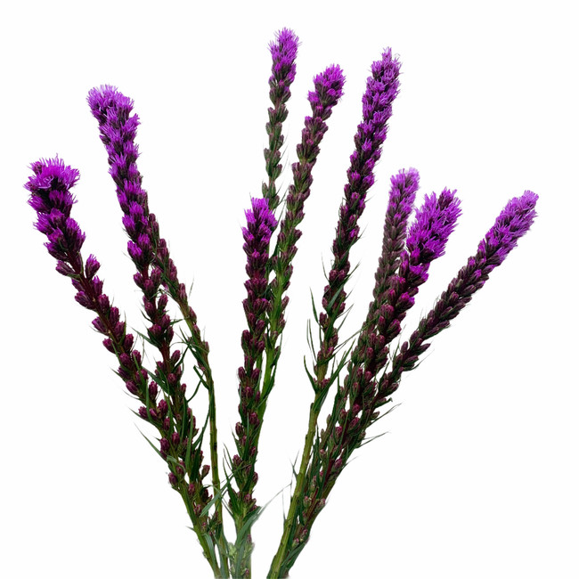 Liatris 70cm rio