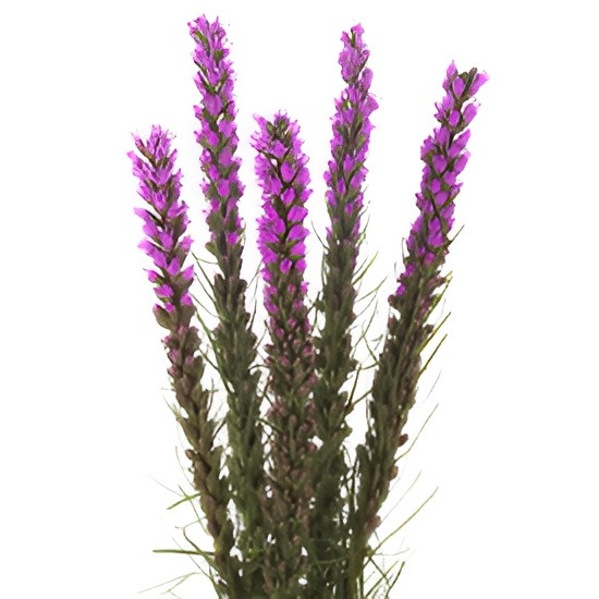 Liatris 70cm rio