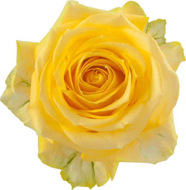 Rose SuperSun 50cm priv coll r