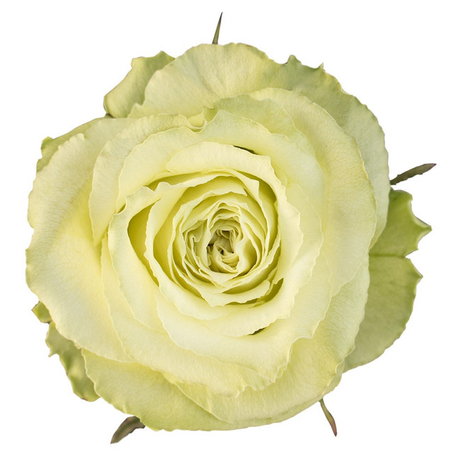 Rose Limonada 50cm tessa