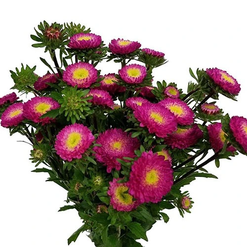 Aster Matsu HotPink bella