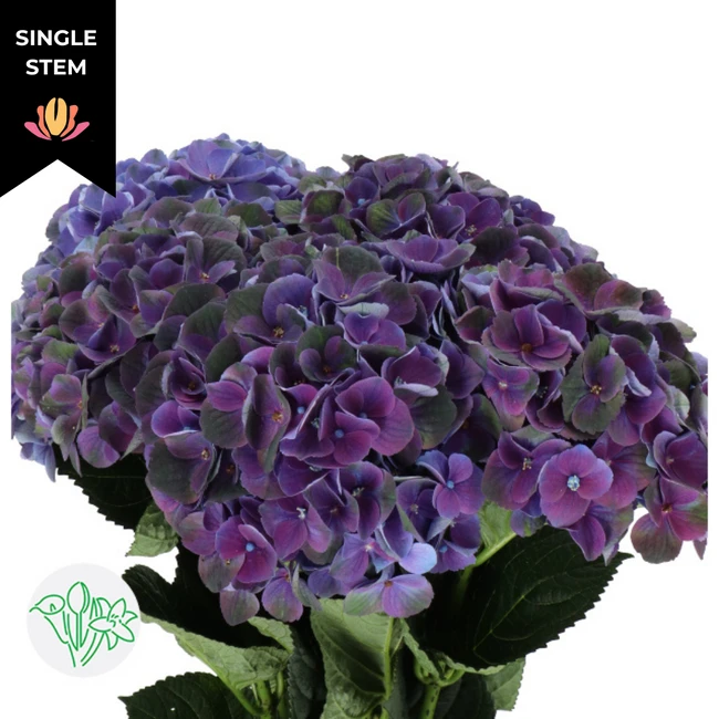 Hydrangea Purple holex(STEM)