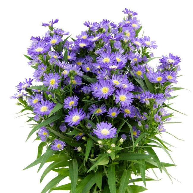 Casino Mardi Gras Purple esmeralda