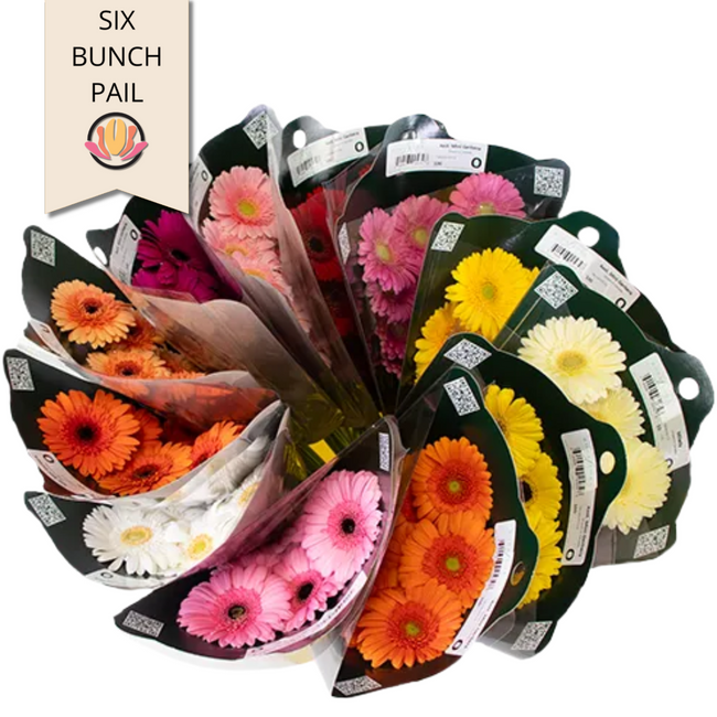 Germini Mixed 6case canada