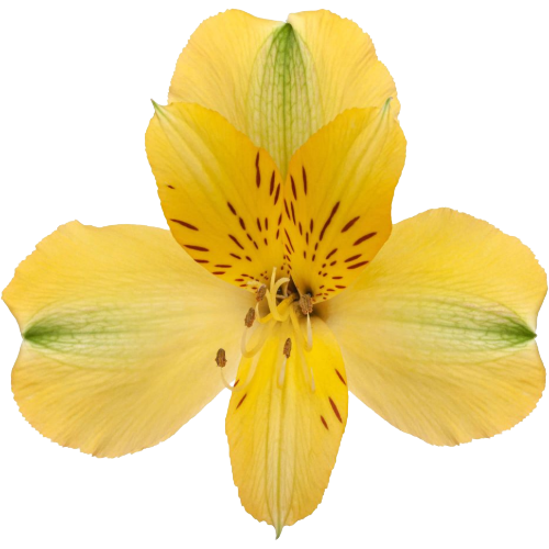 Alstro Yellow bmark supsel
