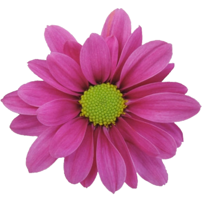 Pom Daisy Purple, Sole
