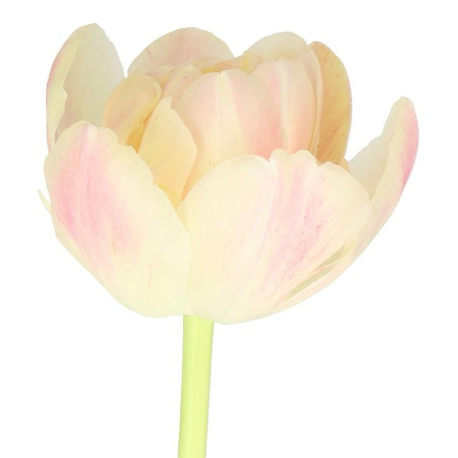 Tulip Double Libretto holl