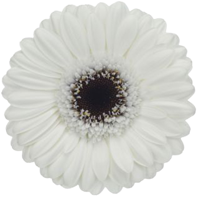 Germini Whity canada