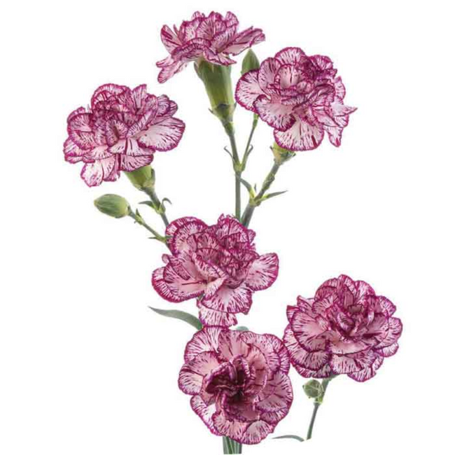 MiniCarn Spectro sole