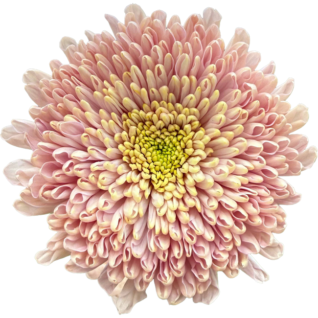 Mum Cremon Empress Sole
