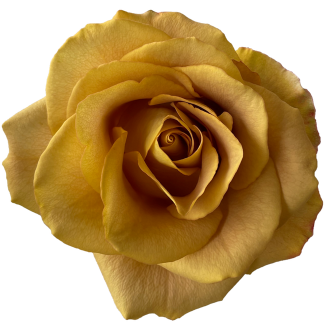 Rose Heart Of Gold 50cm, Florecal