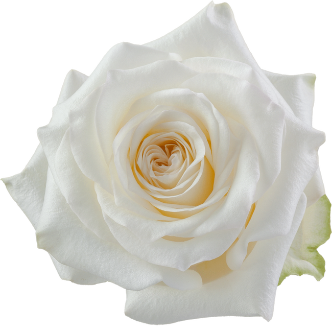 Rose Candlelight 70cm rprima