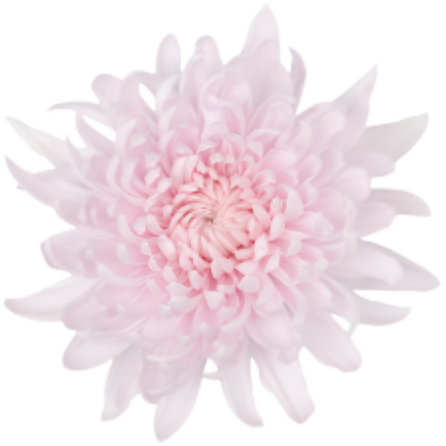 Mum Cremon Yerevan sole pale p