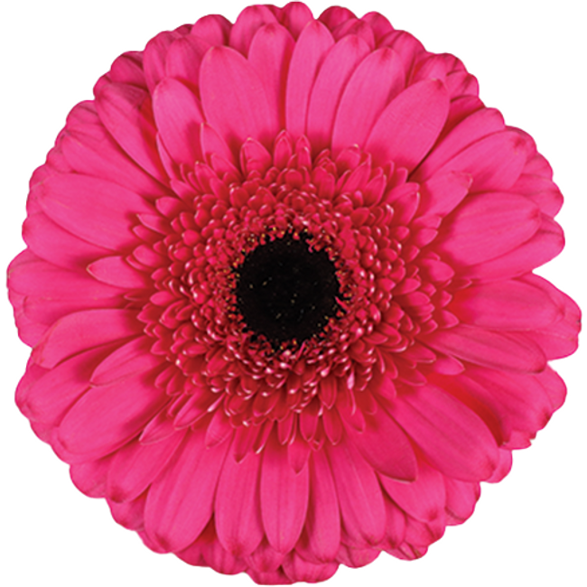 Gerber Cleopatra can.