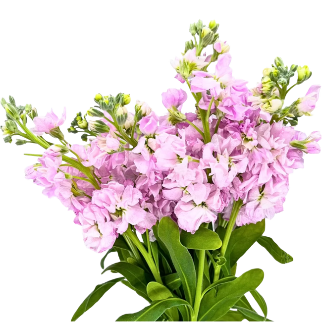 Stock Lt Pink bella