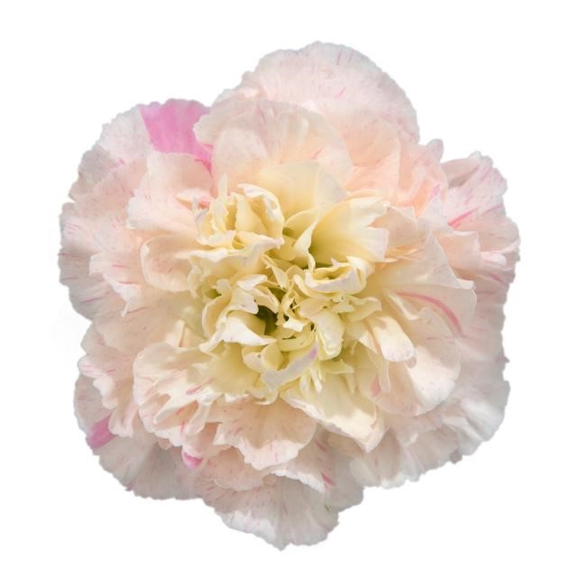 Carn. Sel. Minami Sakura(10st) holex
