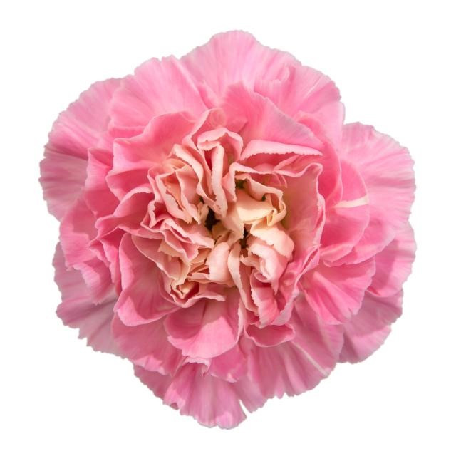 Carnation Minami Feminine(10st