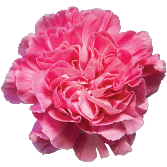 Carnation Minami Feminine(10stm), Sole