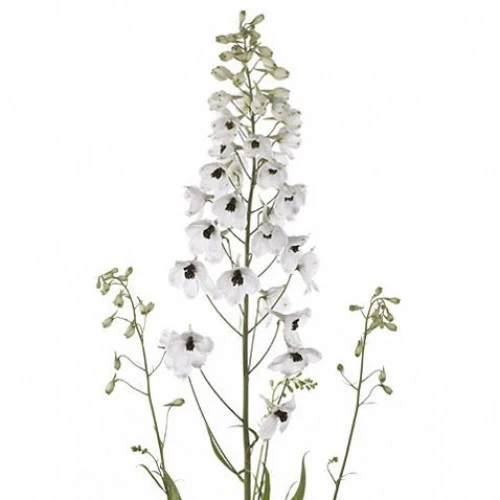 Delph White Belladonna 90cm va