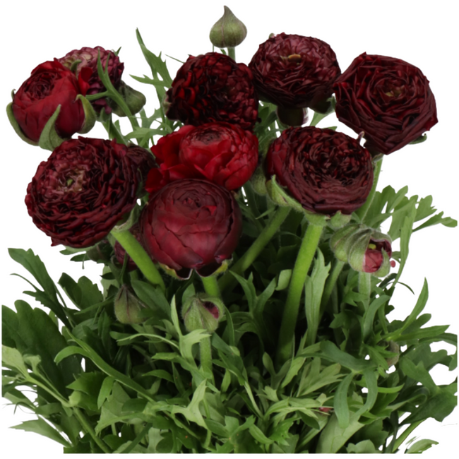 Ranunculus Bordeaux holl