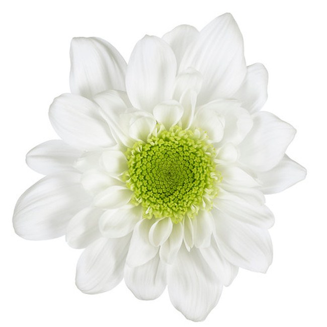 Pom Novelty Radost White ro