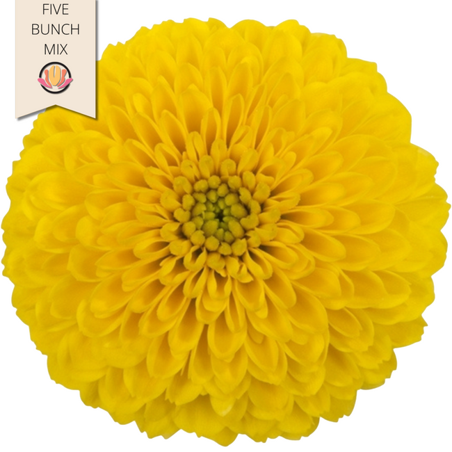 Mum Disbud Ball Yellow sole (x5 stems)