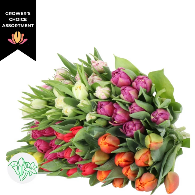 Tulip Dbl Asst(10case)holl