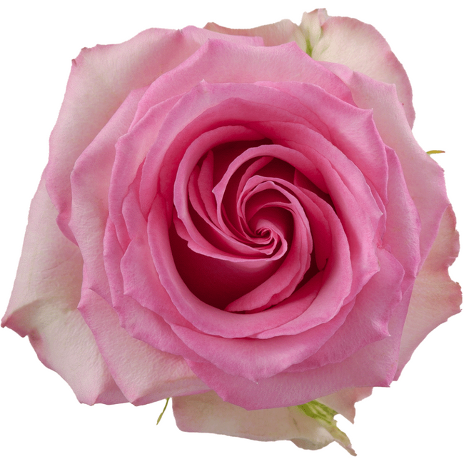 Rose Sweet Unique 50cm toscana