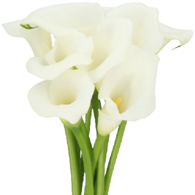 Calla WhiteArt HOLL mini