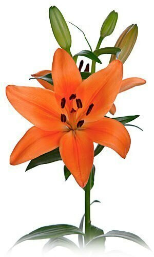 Lily La Orange esmeralda