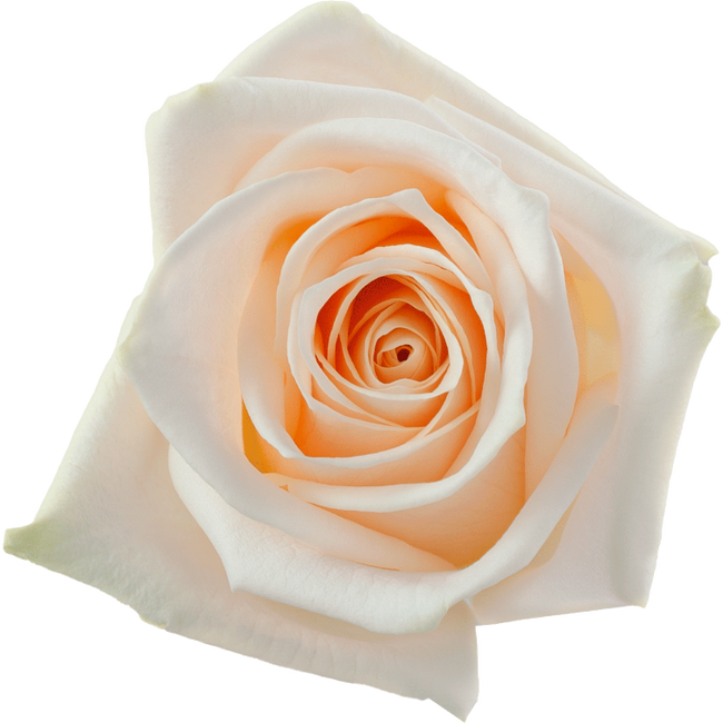 Rose Soul 50cm rprima