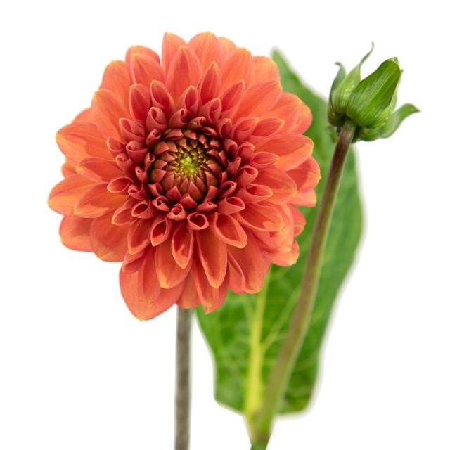 Dahlia Orange Fox holl