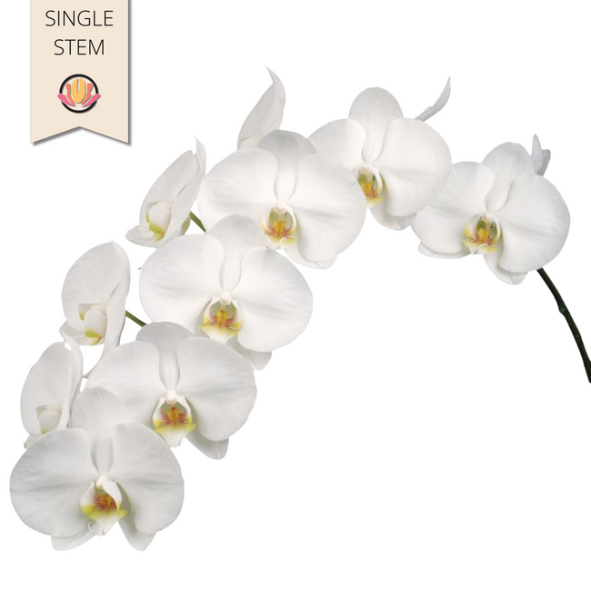 Phals Kobe(STEM)