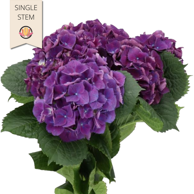 Hydrangea Royal King holl(STEM