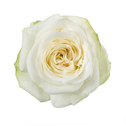 Rose Candlelight 50cm rfi
