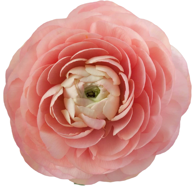 Ranunculus Peach rprima