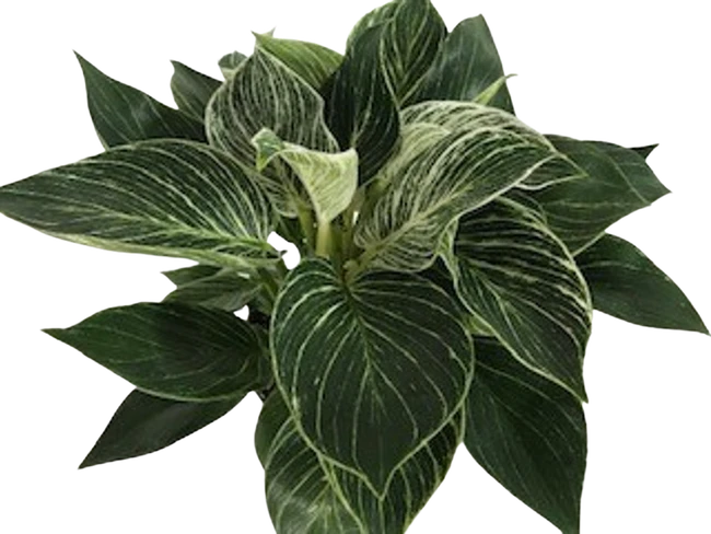 6" Philodendron Birkin
