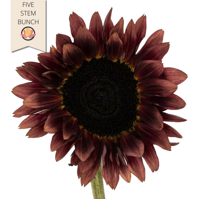 Sunflower Procut Red mellano(5