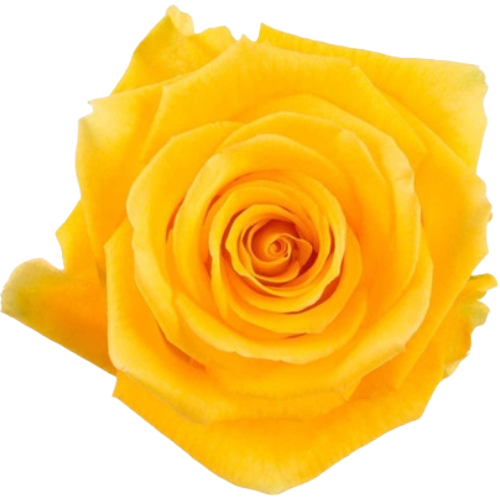 Rose Light House 50cm rprima