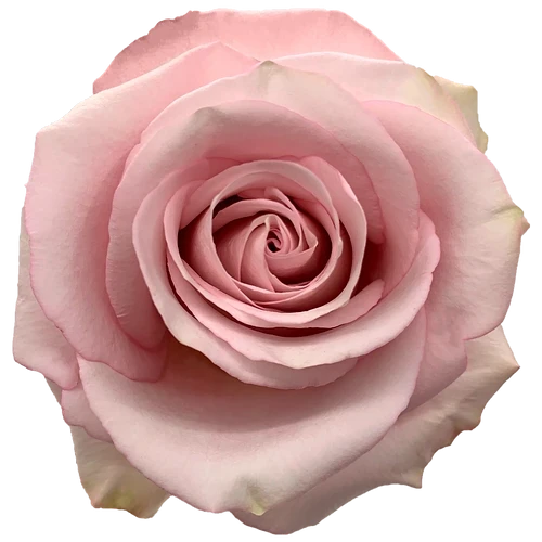 Rose Secret Garden 60cm florec