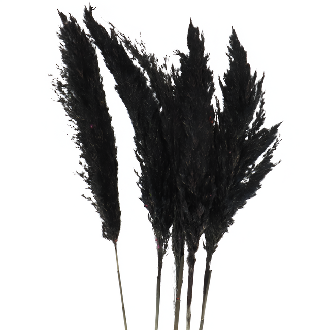Dried Cortaderia Black holl