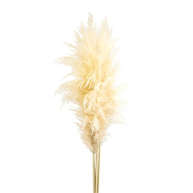 Dried Cortaderia Bleached holl