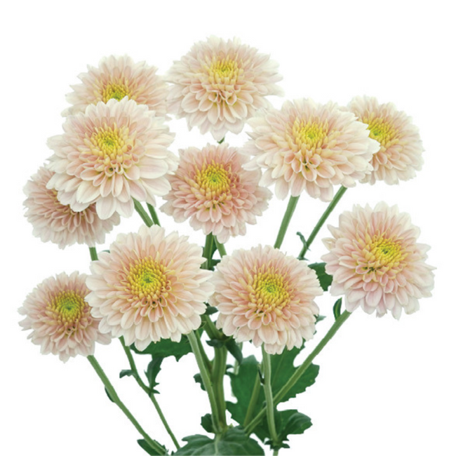 Pom Button Hippie Salmon gdns