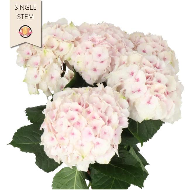 Hydrangea Emerald Lt Pink holl