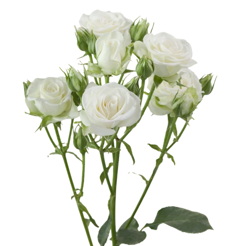 RoseSpray Snowflake SUNRITE