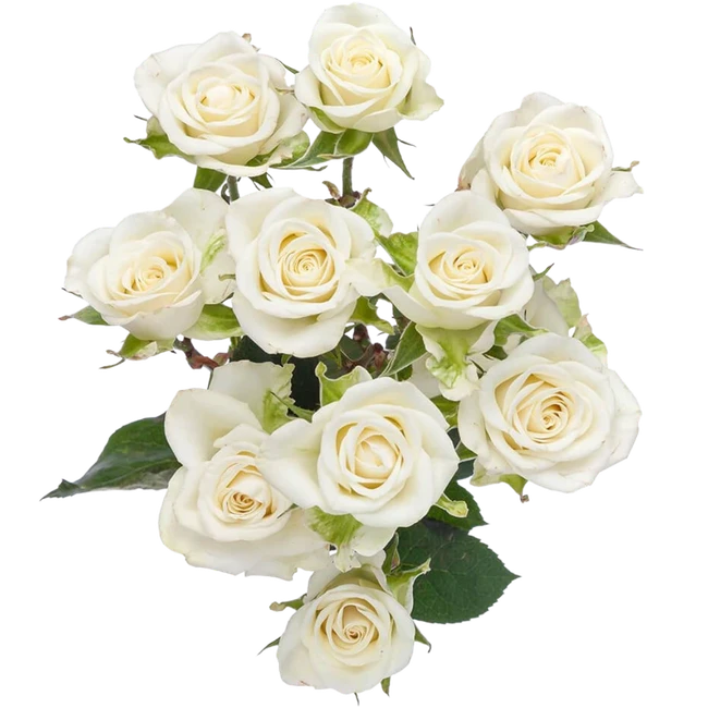 RoseSpray Snowflake SUNRITE